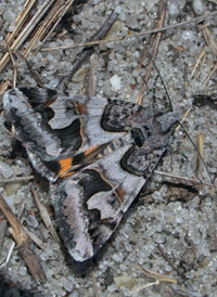 Atlantic Lesser Underwing Atlantic Lesser Underwing